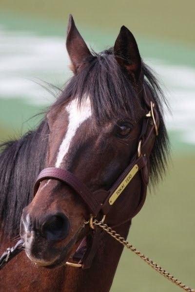 顔がいちばんカッコイイ カワイイのってどの馬 うまなみ 競馬にゅーす速報