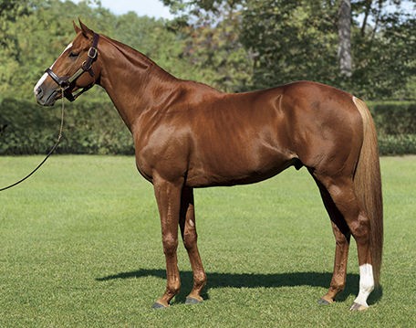 種牡馬 オルフェーヴル 廃用待ったなし うまなみ 競馬にゅーす速報