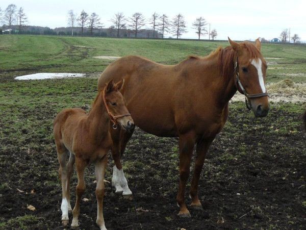 なぜ生産者はデビュー前の馬の能力を見抜けないのか うまなみ 競馬にゅーす速報