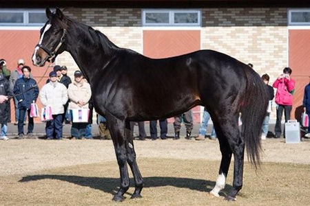 競馬 ブラックタイド産駒とディープ産駒について教えて うまなみ 競馬にゅーす速報