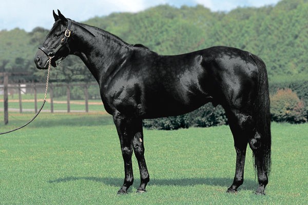 疑問 青毛と青鹿毛 パッと見で区別する方法有るの うまなみ 競馬にゅーす速報