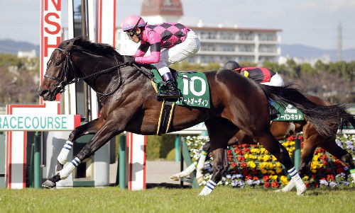 競馬 ガチで行方不明な馬 うまなみ 競馬にゅーす速報