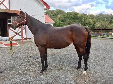 競馬 ミナレット 現役馬なのに妊娠中だった うまなみ 競馬にゅーす速報