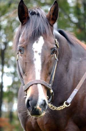 顔がいちばんカッコイイ カワイイのってどの馬 うまなみ 競馬にゅーす速報