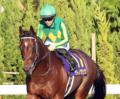 素敵な 競馬 キセキ（菊花賞馬）2018年毎日王冠3着時実使用ゼッケン ゼッケン