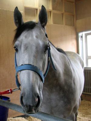 訃報 シゲルスダチ予後不良 うまなみ 競馬にゅーす速報