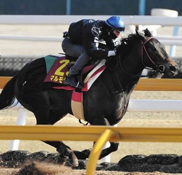 マルモセーラの仔 マルモ３兄弟 同日勝利wwww うまなみ 競馬にゅーす速報