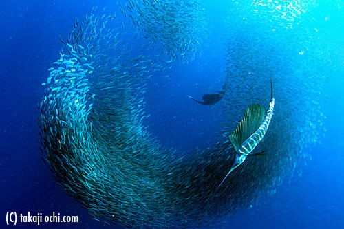 水族館に カジキ がいない理由ｗｗｗｘｗｗｗｘｗｗｗｘｗｗｗｘｗｗｗ ガー速