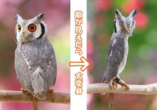 掛川花鳥園 ラッキーの日記と パパのカメブラ散歩 掛川花鳥園 ラッキーの日記と パパのカメブラ散歩