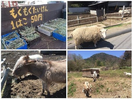 誘惑に負けて食後に ピザ カフェ ラテリア カドーレ あっちこっち ここdeランチ