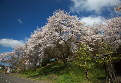 4月8日 味真野 白山神社 圓光寺 大寶寺の桜 哲つぁんの写真ブログ