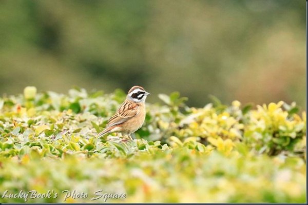 4月1日 久々に大阪市大附属植物園へ 野鳥編 Luckybookの野鳥不定期日記３ 備忘録