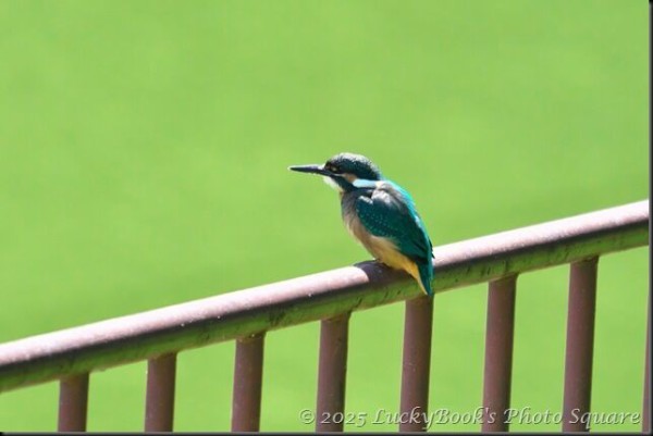 2025年6月5日：今日の野鳥撮りの散歩＜近場の公園でカワセミ
