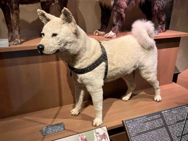 レビュー】国立科学博物館オリジナル 秋田犬ハチ : 百獣夜行見聞録
