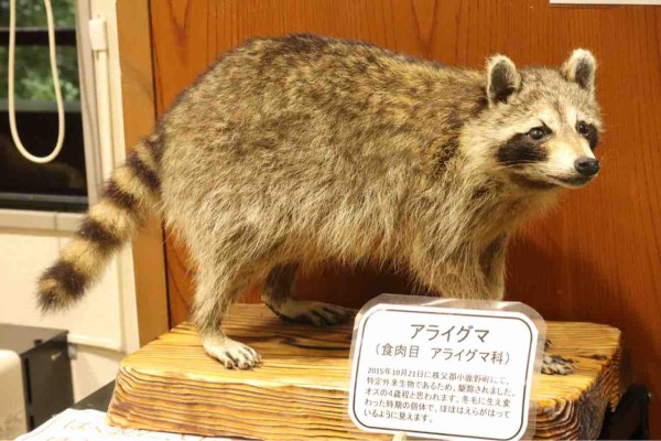 いきふれセンタースタッフから聞いた話 タヌキ、アライグマ編 : ぱーぷるの日々自由研究