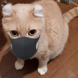 Snowアプリで のんちゃんこーちゃんもマスクをつけてみる 我が家の猫にゃんず