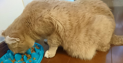 たるみ の の 猫 お腹 猫のお腹がたるんでいるの、実は訳があったのです…… そんな訳があったとは