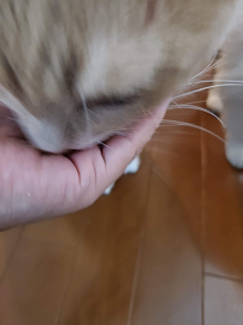 北海道のお土産に喜ぶ猫にゃんず : 我が家の猫にゃんず