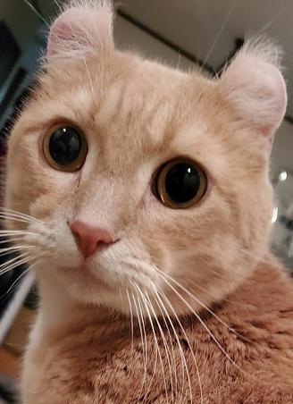 アメリカンカールって種類は細身なんですって・・ : 我が家の猫にゃんず