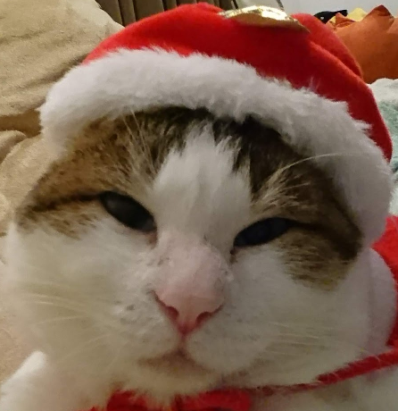 猫にゃんずサンタさんになってみるpart1 我が家の猫にゃんず
