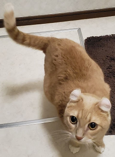 こーちゃんはお風呂あがりの人間がお好き : 我が家の猫にゃんず