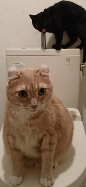 ２階のトイレの水も飲みたがる 我が家の猫にゃんず