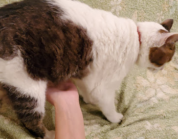 猫にゃんずはお腹撫でられるのがお好き 我が家の猫にゃんず