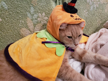 今日はハロウィンなので 我が家の猫にゃんず