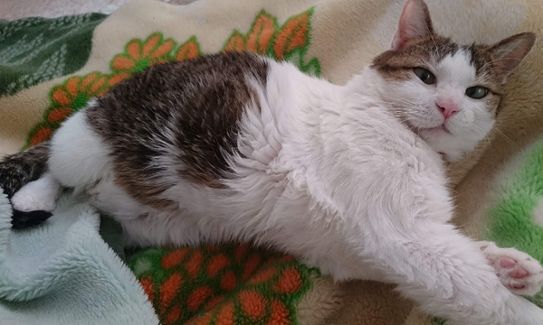 猫もお腹って冷えるものなのですか？ : 我が家の猫にゃんず