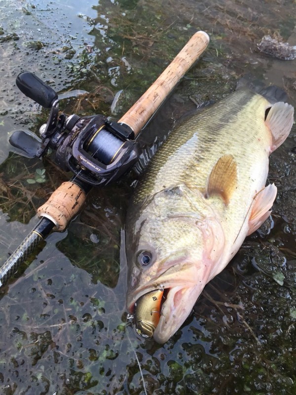 冬のマキモノ 野池ブラックバス釣果情報 Lure Shop O Z Blog