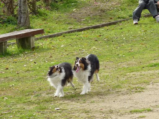 犬は横からの力に弱い 仮面兄弟激場