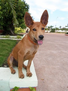 Phuquoc 北を目指す Fionaのぼやき ベトナム生活喜怒哀楽日記