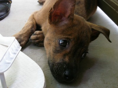 動 フーコック犬 Fionaのぼやき ベトナム生活喜怒哀楽日記