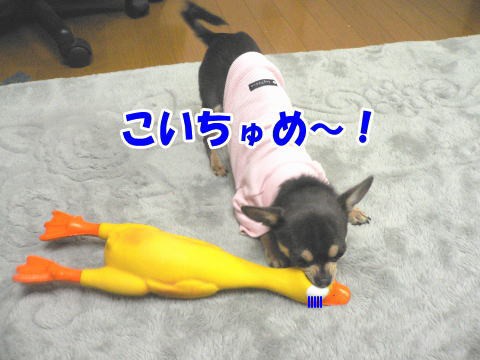 チキンバー 夏用の服 熊犬 銀牙流れ星 銀ちゃんのパワフル日記