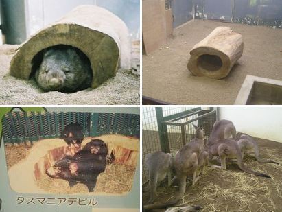 タスマニアデビルも今はもう いません このへんの写真日記