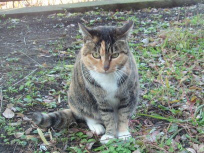 上野公園で会ったネコ このへんの写真日記