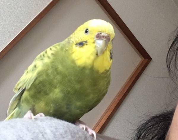 インコくちゃ い きゅるきゅるインコの日記