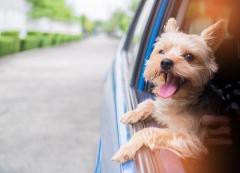 運転席の窓から犬の顔 出させた男が 道路交通法違反で逮捕されてしまう 芸能の門番