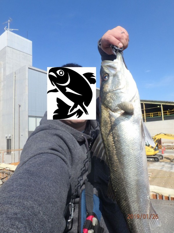 やっと釣れた 19年初釣果 60cmシーバス ビッグベイトフィッシュ Bassとseabass