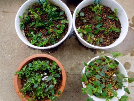 5年目の花 トレニアカタリーナの繁殖力 ﾟﾛﾟ ｴｪｯ 私ってガン