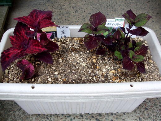 挿し木で殖やしたコリウス (*´ -`)(´- `*) : 私ってガン？