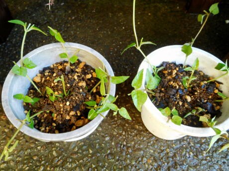 5年目の花 トレニアカタリーナの繁殖力 ﾟﾛﾟ ｴｪｯ 私ってガン