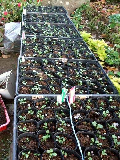 パンジー ビオラ苗 小さいけど 私ってガン