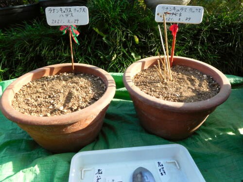 思いがけず球根が殖えて4鉢に ゞ 私ってガン