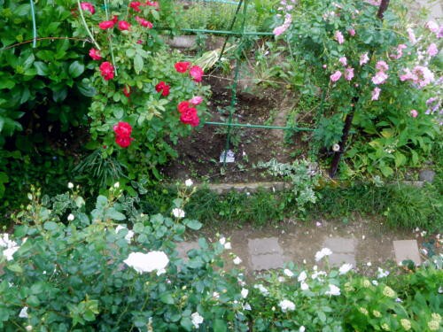 朝のバラと花壇のイベリスキャンディタフト ﾟ ﾟ っ 私ってガン