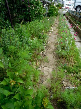 水路脇の花壇にジニアを つ 私ってガン