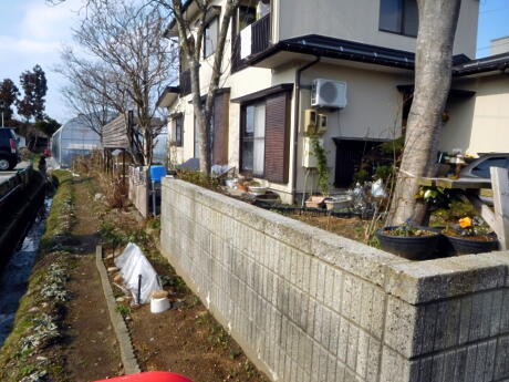 大量にもらった小粒の種からのポピー ゞ 私ってガン