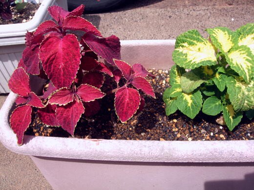 挿し木で殖やしたコリウス (*´ -`)(´- `*) : 私ってガン？