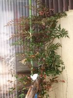 和風 南天は 雪国のくらし 冬囲い 私ってガン