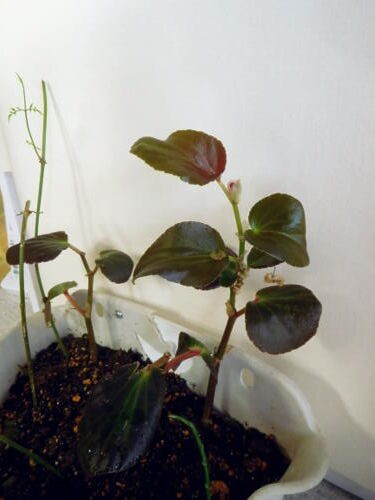 １株の銅葉ベゴニアワッパーの小さな冬越し W 私ってガン